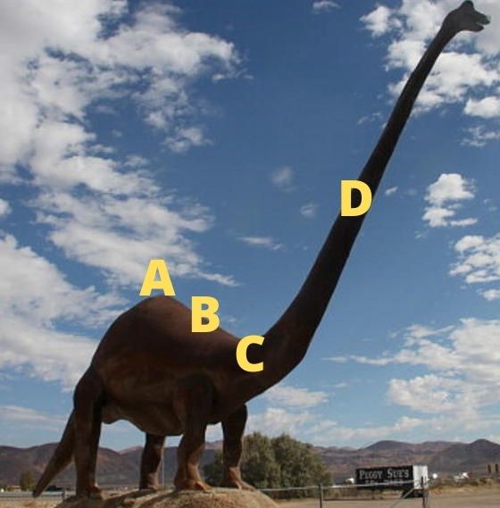 Hello I am Annotated Brontosaurus